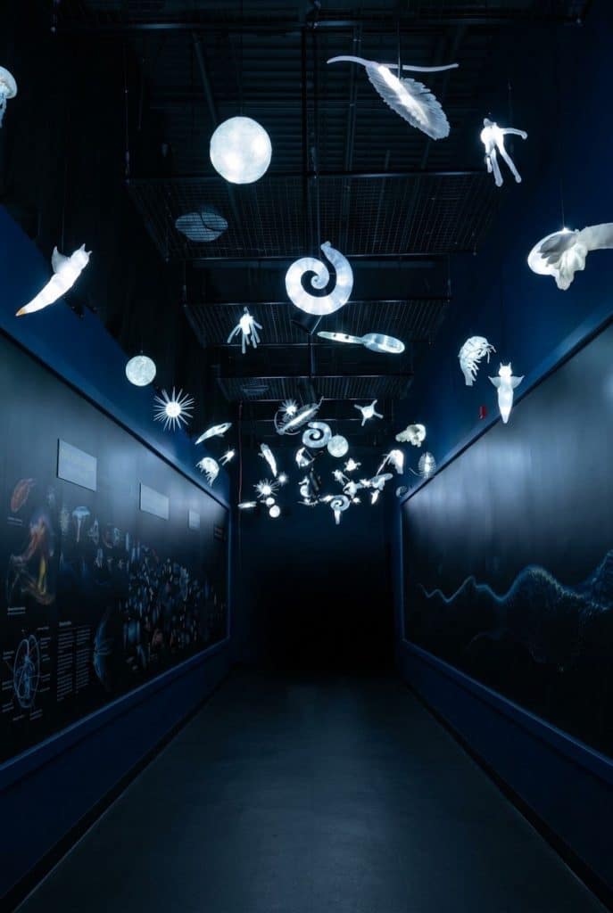 Planctons lumineux pour l&rsquo;exposition « Plancton Odyssée »